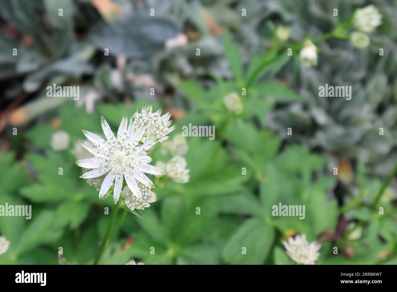 Zarte weiße und rosa Blüten des Astrantia Major oder Great Masterwort: Der Petersfield Psychic Garden ist kostenlos für die Öffentlichkeit zugänglich und liegt in einem Garten aus dem 17. Jahrhundert. Es enthält eine Vielzahl von Kräutern, Blumen und Bäumen und hat eine wunderschön ruhige Atmosphäre. Dieser ummauerte Garten wurde dem Hampshire Gardens Trust 1988 von Major John Bowen geschenkt. Major Bowen wollte einen Garten für Bildung, Genuss und Erhaltung schaffen. Stockfoto