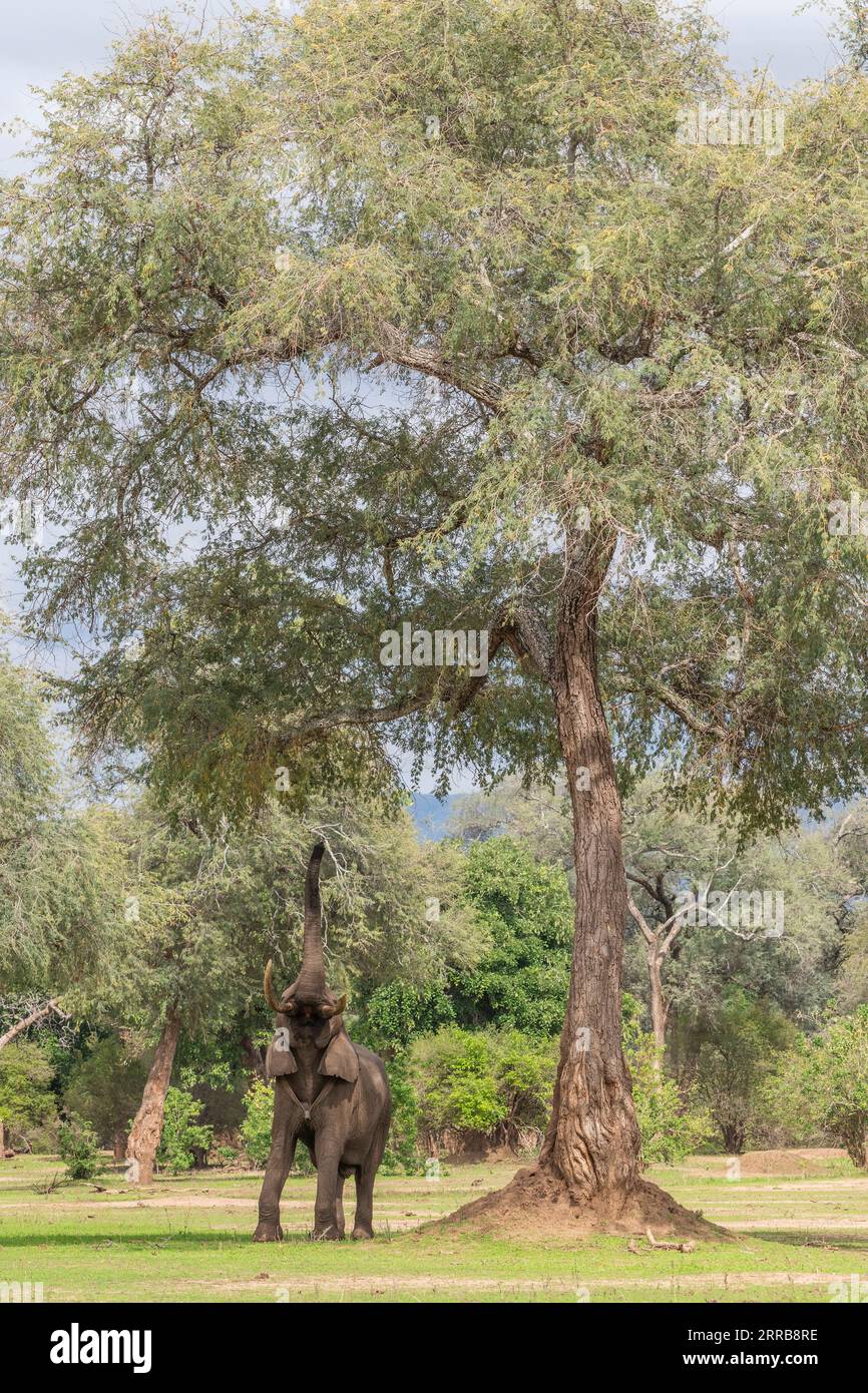 Boswell, der Elefant, steht auf seinen Hinterbeinen, um im Mana Pools National Park von Simbabwe zu füttern. Stockfoto