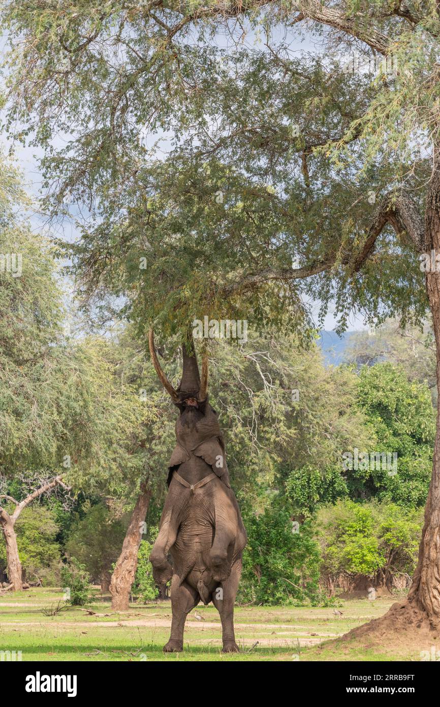 Boswell, der Elefant, steht auf seinen Hinterbeinen, um im Mana Pools National Park von Simbabwe zu füttern. Stockfoto