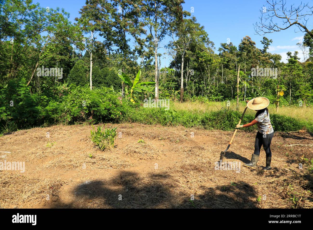 Landarbeiter, der das Feld für eine ökologische Gemüseproduktion vorbereitet Stockfoto