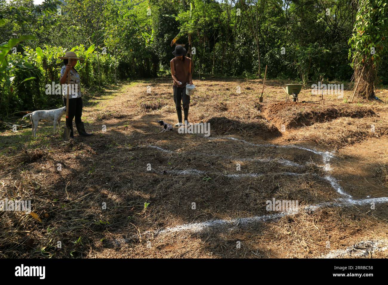 Landarbeiter, der das Feld für eine ökologische Gemüseproduktion vorbereitet Stockfoto