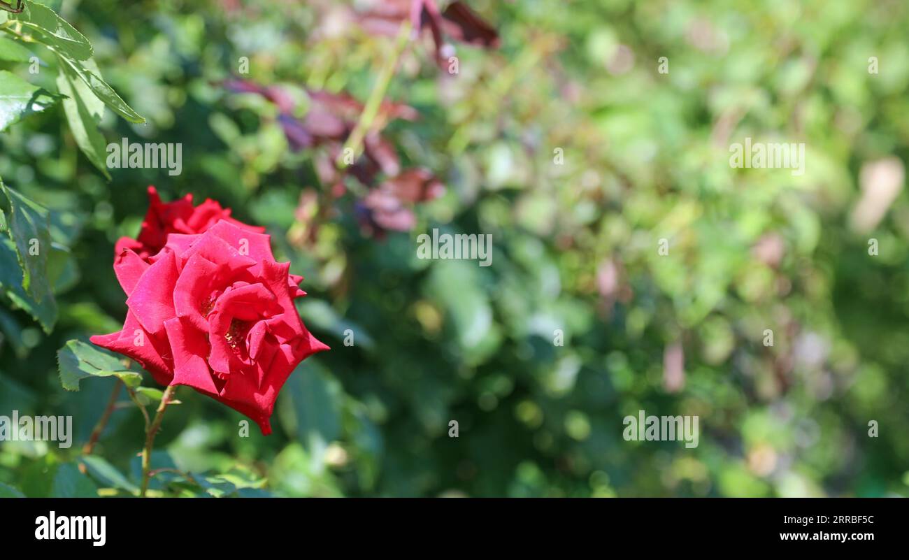 Blühende Blume aus roter Rose und Platz zum Schreiben eines personalisierten Textes Stockfoto