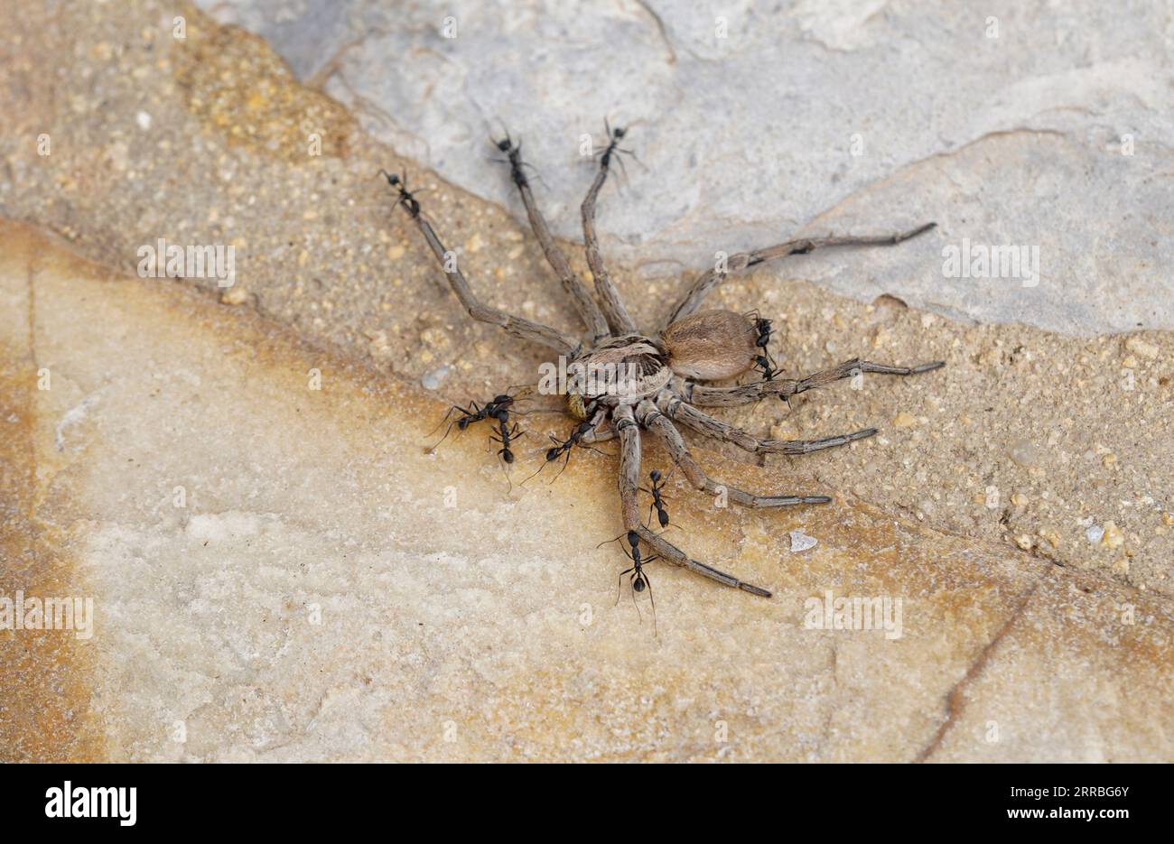 Schwarze Ameisen ziehen eine tote Wolfsspinne in ihr Nest. Stockfoto