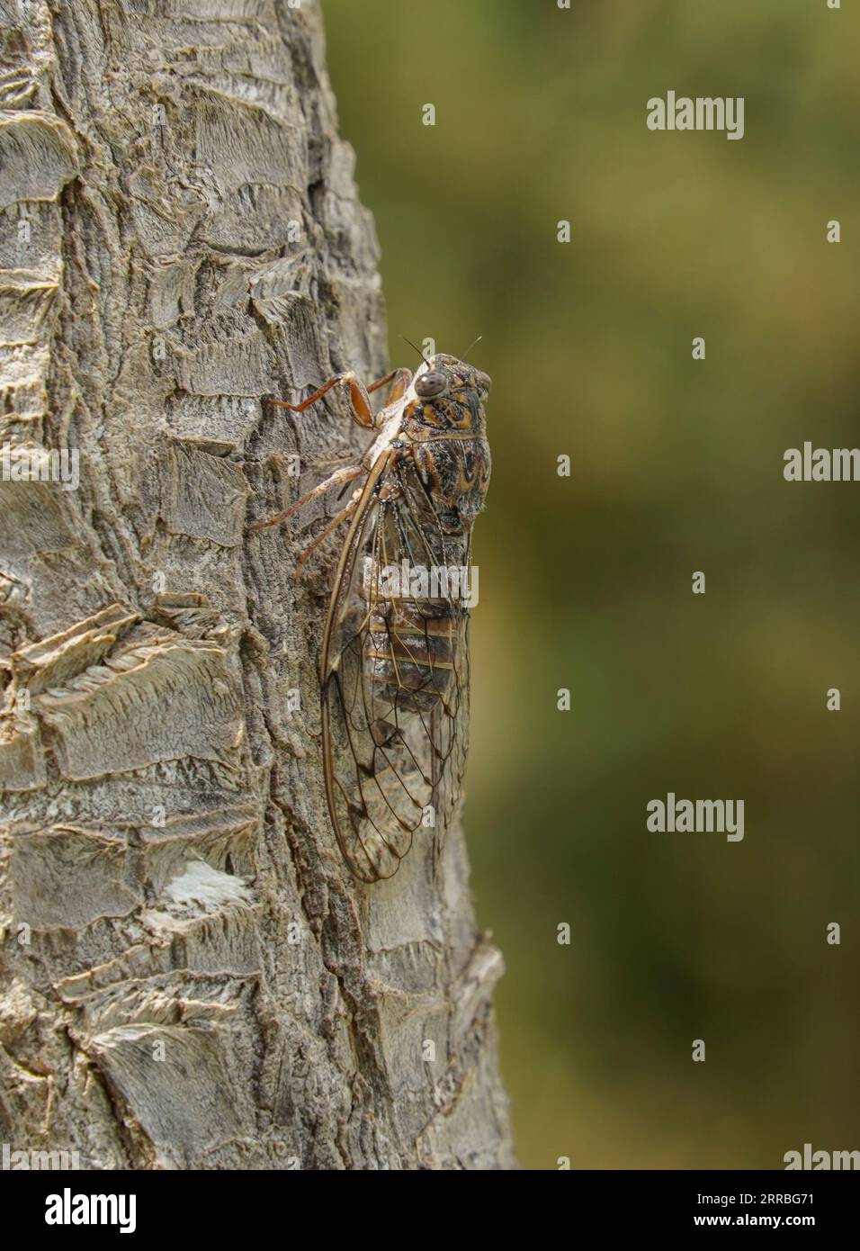 Cicada (cicada orni) ruft auf einem Kofferraum. Andalusien, Spanien Stockfoto