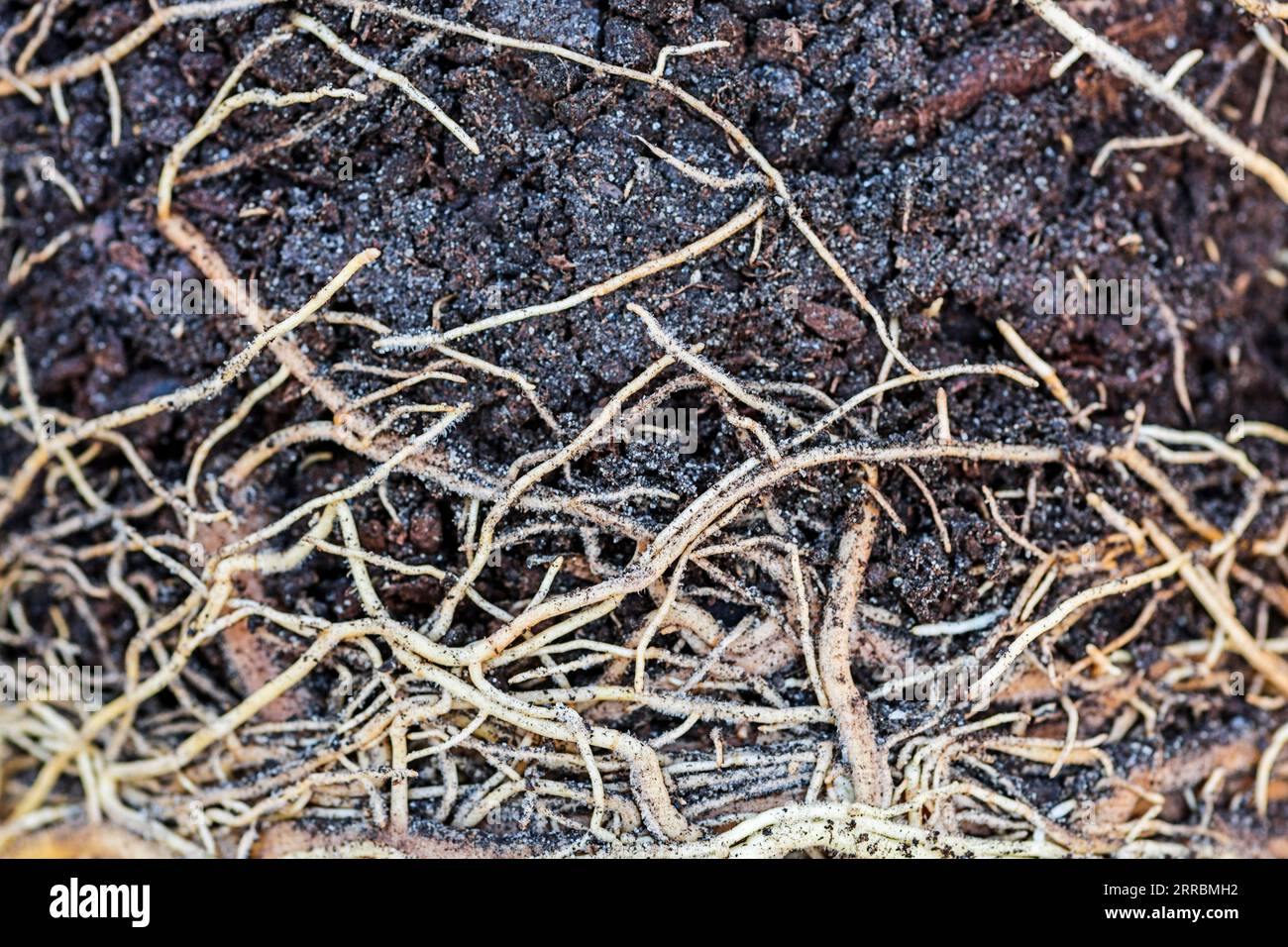 Boden- und Wurzelstruktur, Wurzelnetz unter Boden, Pflanzenwurzel Stockfoto
