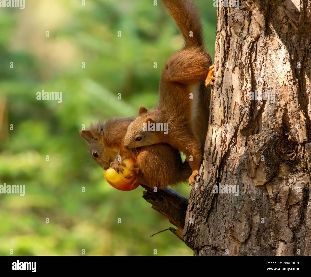 Zwei sehr romantische süße schottische rote Eichhörnchen teilen sich einen roten Apfel aus dem Zweig eines Baumes im Wald mit natürlichem grünem Hintergrund Stockfoto