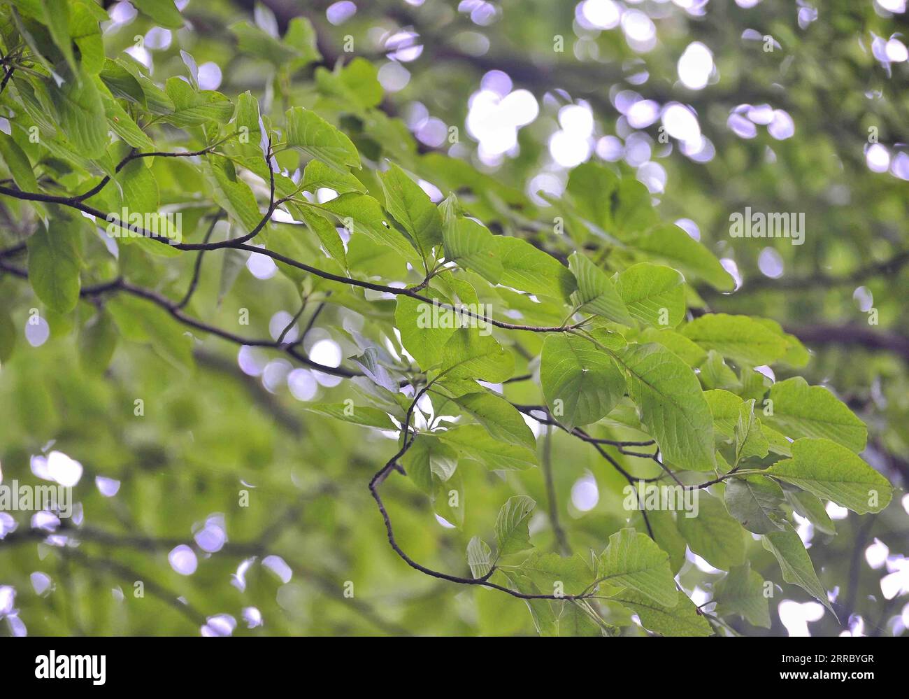 211011 -- CHENGDU, 11. Oktober 2021 -- Foto aufgenommen am 8. Oktober 2021 zeigt Äste eines Emmenopterys henryi-Baums im Longquanshan City Forest Park in Chengdu, südwestlich der chinesischen Provinz Sichuan. Insgesamt wurden 35 Emmenopterys henryi-Bäume im Stadtwaldpark gefunden. Das Werk steht unter dem Schutz Chinas zweiter Klasse. CHINA-SICHUAN-CHENGDU-CITY FOREST PARK-EMMENOPTERYS HENRYI CN LIUXKUN PUBLICATIONXNOTXINXCHN Stockfoto