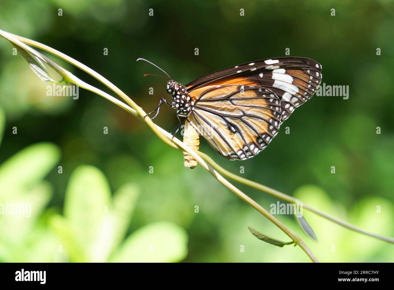 211022 -- COLOMBO, 22. Oktober 2021 -- Foto aufgenommen am 21. Oktober 2021 zeigt einen Schmetterling in einem Schmetterlingsgarten in Moratuwa, südlich von Colombo, Sri Lanka. ZU DIESEM Feature: Aufklärende nächste Generation zum Schutz von Schmetterlingen, Bäumen für Städte SRI LANKA-MORATUWA-URBAN ECOLOGY TangxLu PUBLICATIONxNOTxINxCHN Stockfoto