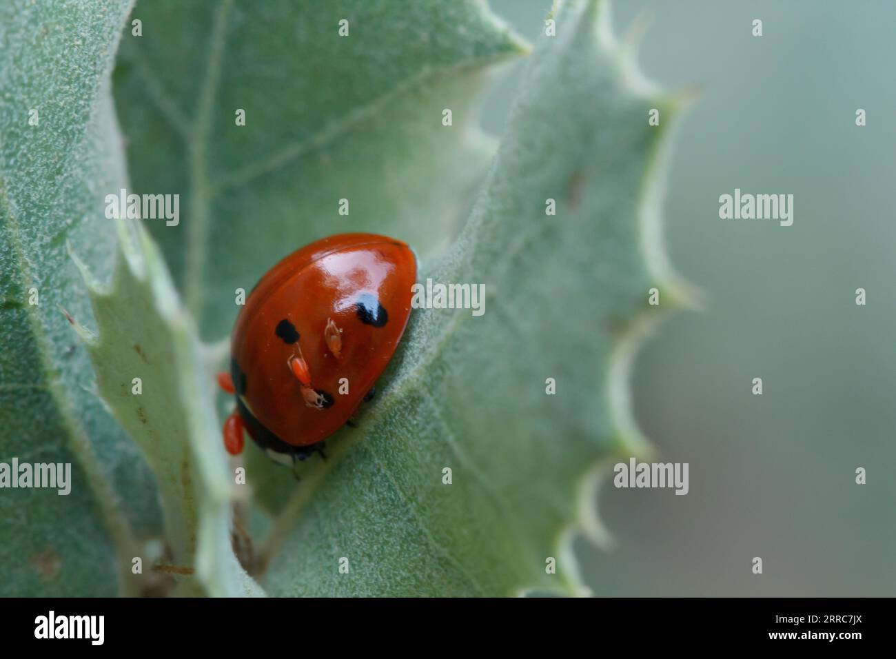 Coccinella septempunctata, Marienkäfer, der zwischen Steineichenblättern ruht, mit seinen Babys auf seiner Schale, Alcoi, Spanien Stockfoto