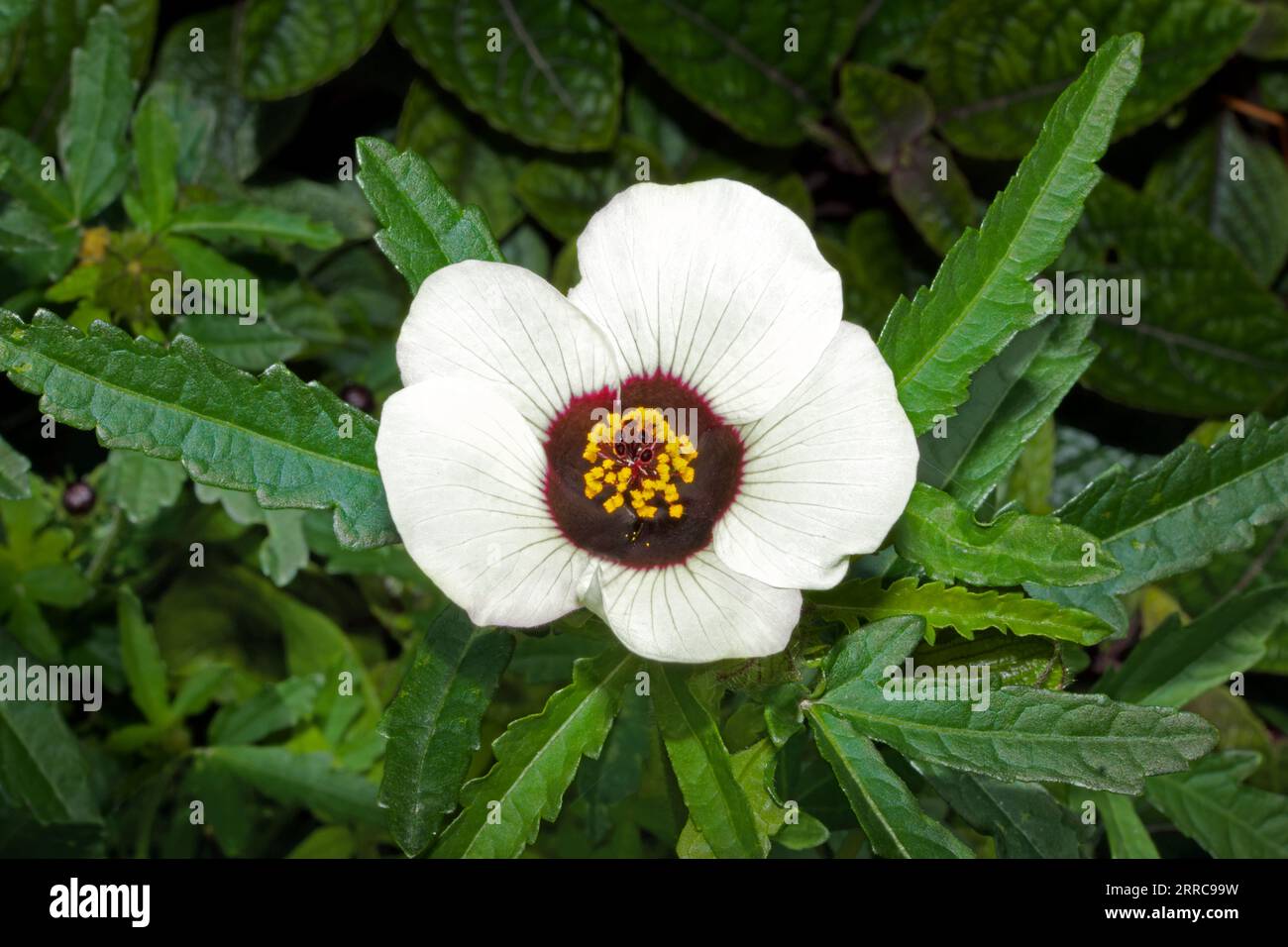 Hibiscus trionum (Blume einer Stunde) ist in den Tropen und Subtropen der Alten Welt heimisch. Heute wird sie als Gartenpflanze angebaut. Stockfoto