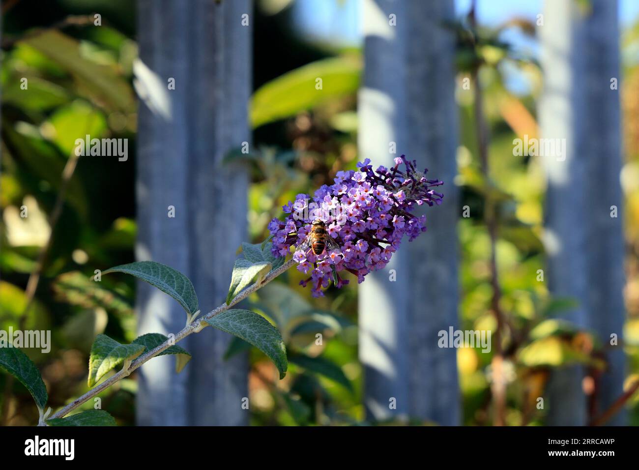 Biene auf Buddleia Blume, Barry Island, September 2023 Stockfoto