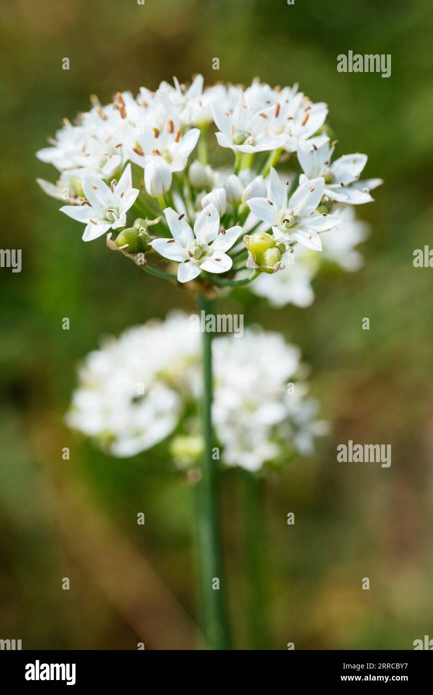 Blühende Knoblauchhühner (Allium tuberosum) Stockfoto