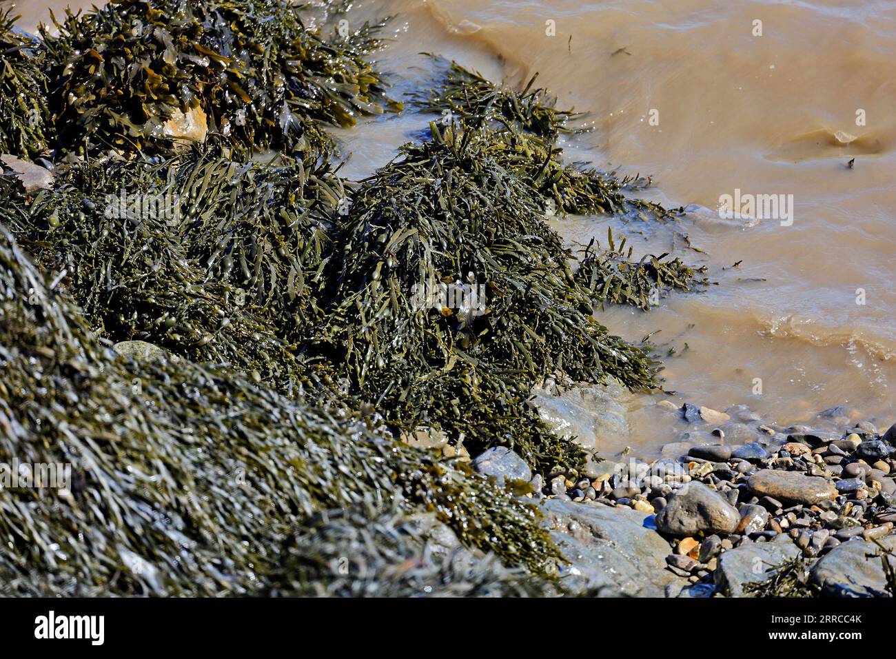 Algen und matschiges Meer, Jackson's Bay, Barry Island, September 2023 Stockfoto