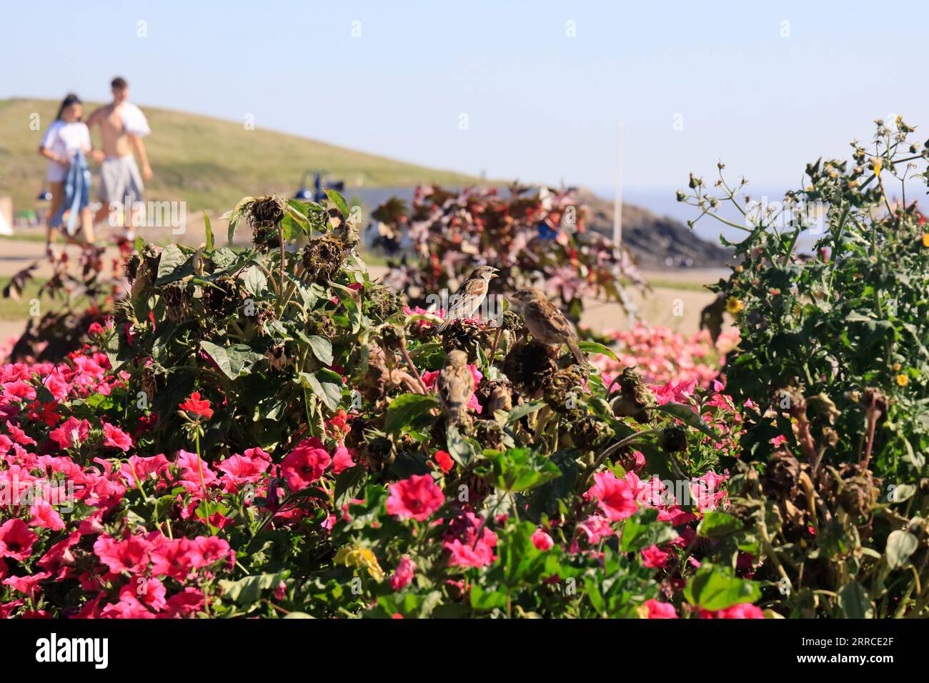 Spatzen, die sich im Blumenbeet verstecken, Barry Island, September 2023 Stockfoto