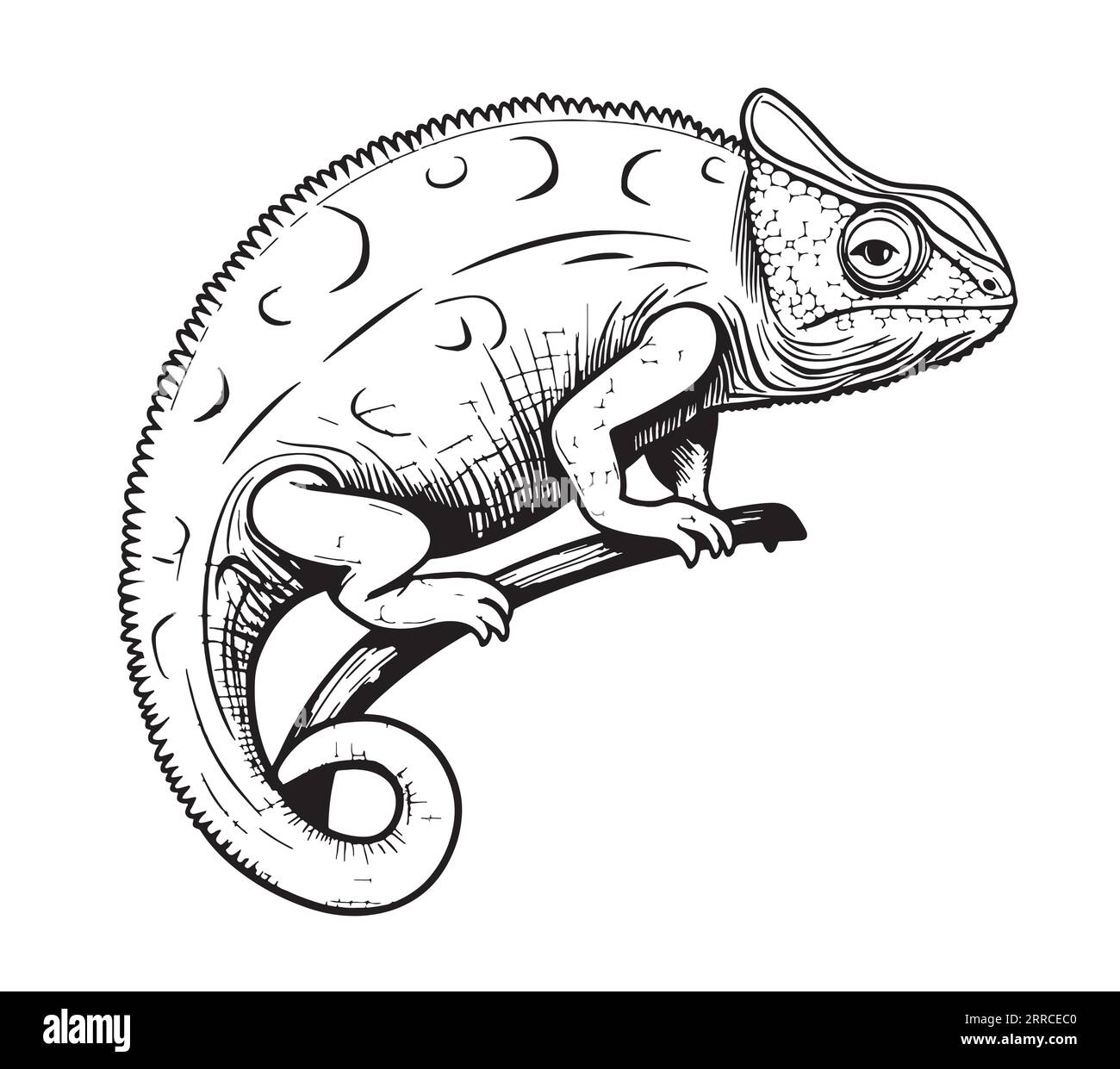  Foto zu Chamäleon Reptil Skizze Hand gezeichnet Vektor Illustration Wild 