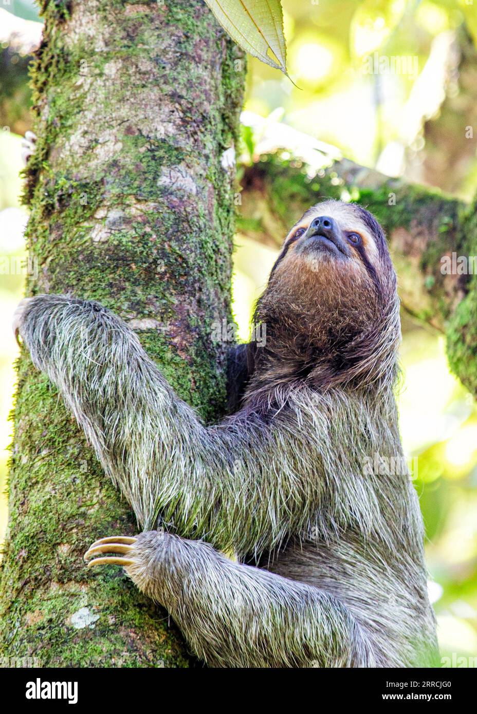 Entdecken Sie die entzückende dreizehige Faultiere aus Costa Ricas üppigen Regenwäldern. Der langsame Charme zieht alle in seinen Bann. Stockfoto