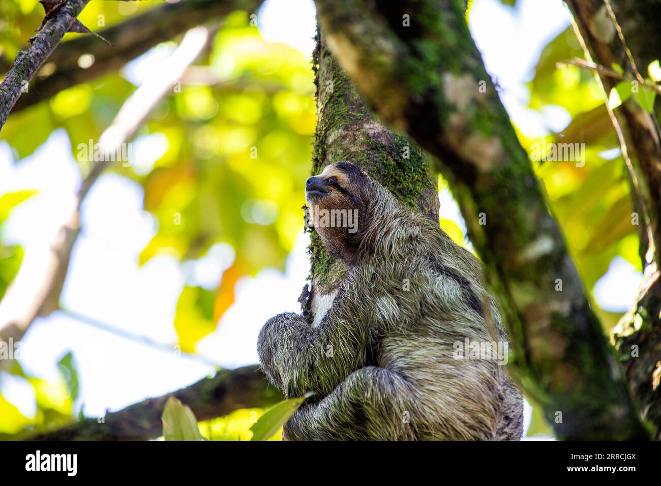 Entdecken Sie die entzückende dreizehige Faultiere aus Costa Ricas üppigen Regenwäldern. Der langsame Charme zieht alle in seinen Bann. Stockfoto