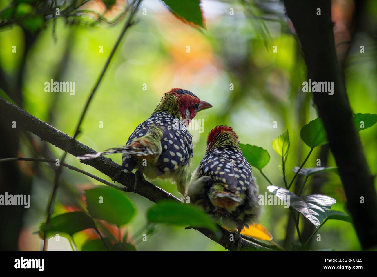 Der rote und gelbe Barbet, Trachyphonus erythrocephalus, ist ein atemberaubender Vogel, der in Afrika südlich der Sahara heimisch ist. Seine lebendigen Farben und sein einzigartiger Ruf machen ihn zu einem echten Hingucker Stockfoto