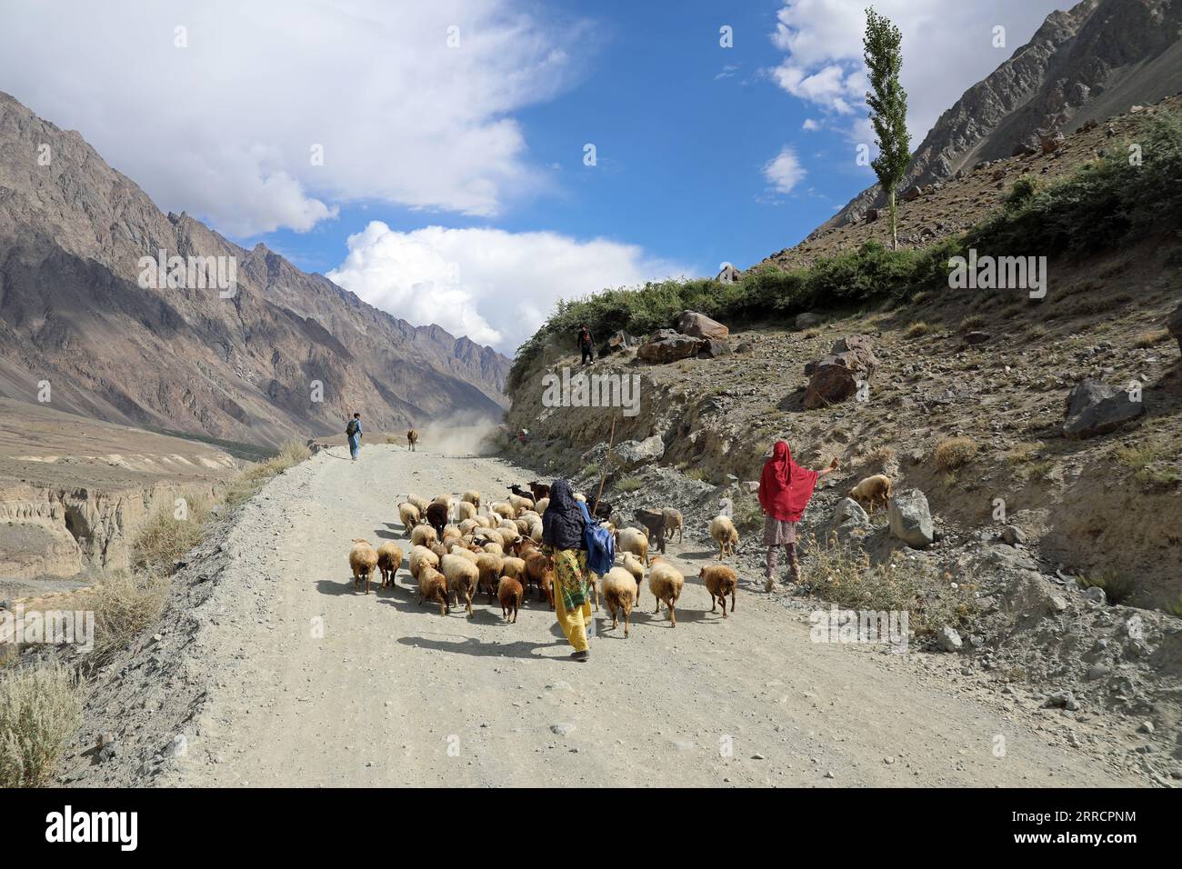 Schafhirten am Shandur-Pass im Norden Pakistans Stockfoto