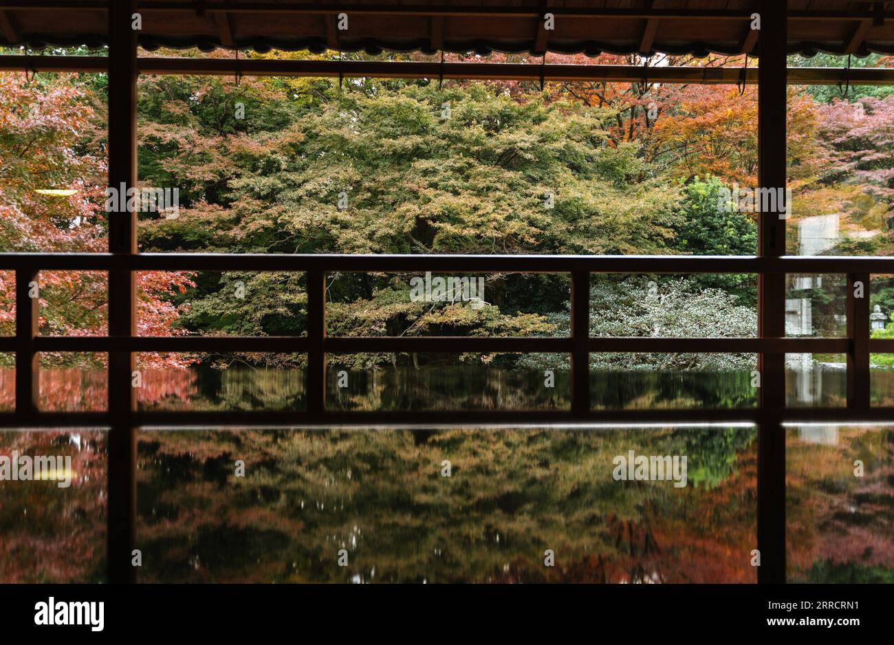 211116 -- KYOTO, 16. November 2021 -- Foto zeigt Herbstlandschaft im ehemaligen Chikurin-in-Tempel in Kyoto, Japan, 16. November 2021. JAPAN-KYOTO-LANDSCHAFT ZhangxXiaoyu PUBLICATIONxNOTxINxCHN Stockfoto
