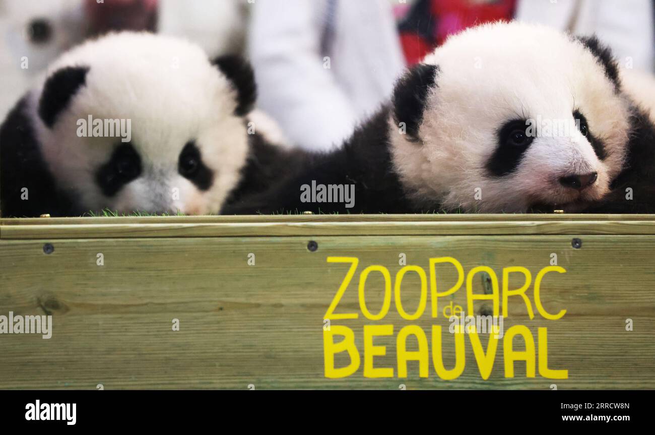 211119 -- BEAUVAL, 19. November 2021 -- die Panda Zwillingsjungen werden während ihrer chinesischen Namensenthüllungszeremonie im Beauval Zoo in Mittelfrankreich, 18. November 2021 gesehen. Der chinesische Olympiasieger Zhang Jiaqi und der französische Fußballstar Kylian Mbappe gaben am Donnerstag die Namen der neugeborenen Riesenpandajungen im Beauval Zoo in Mittelfrankreich bekannt. Mehr als 120.000 französische Netzbürger haben ihre Stimme abgegeben, um Huan Lili und Yuan Dudu aus fünf Namenspaaren für die Zwillingsjungen zu wählen, sagten Zoobeamte und fügten hinzu, dass die beiden Namen die Freundschaft zwischen Frankreich und China sowie den Wunsch nach gutem Heil repräsentieren Stockfoto