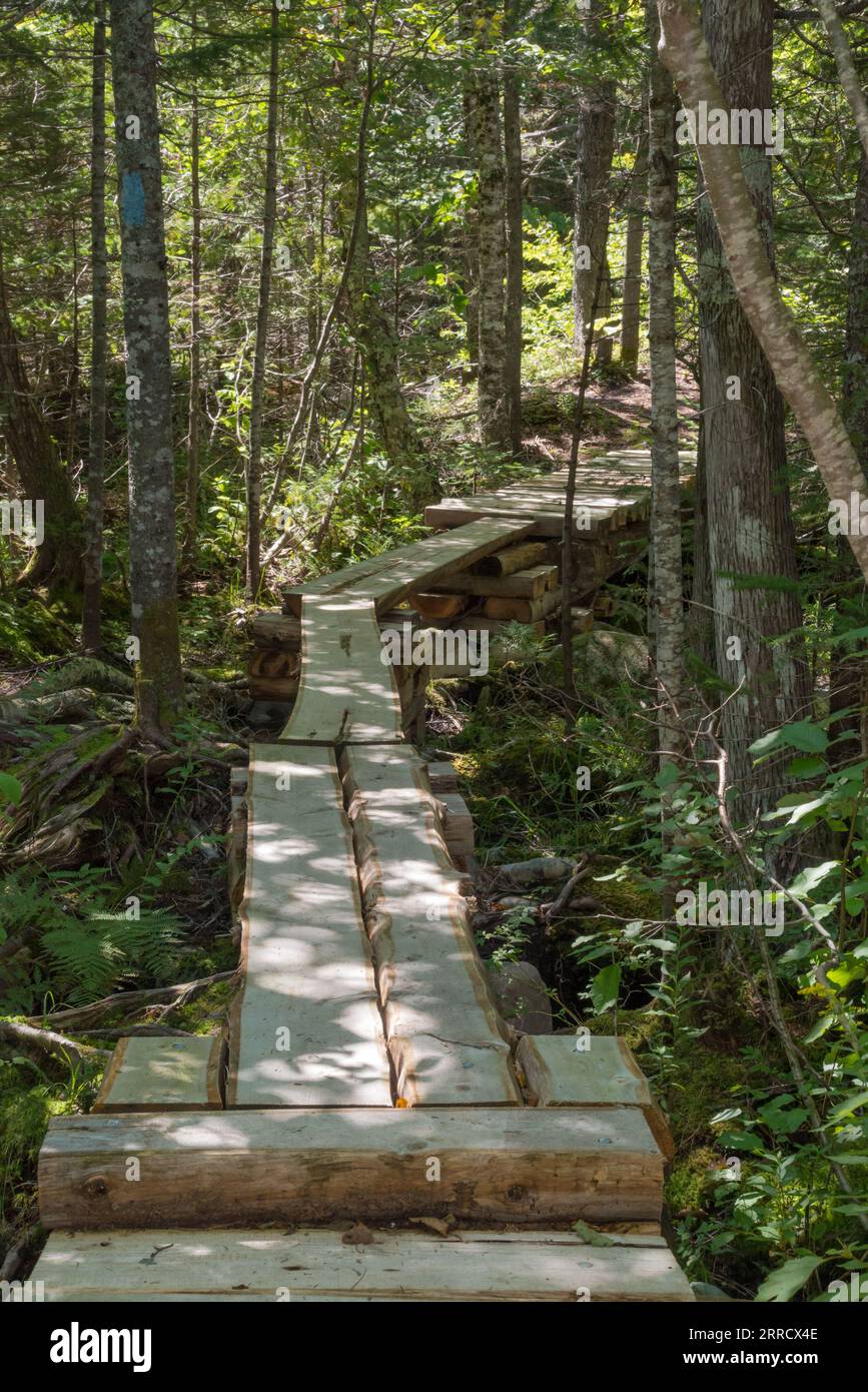 Ein erhöhter Boardwalk-Wanderweg auf dem Nature Trail am Roaring Brook im Baxster State Park, Maine, USA Stockfoto