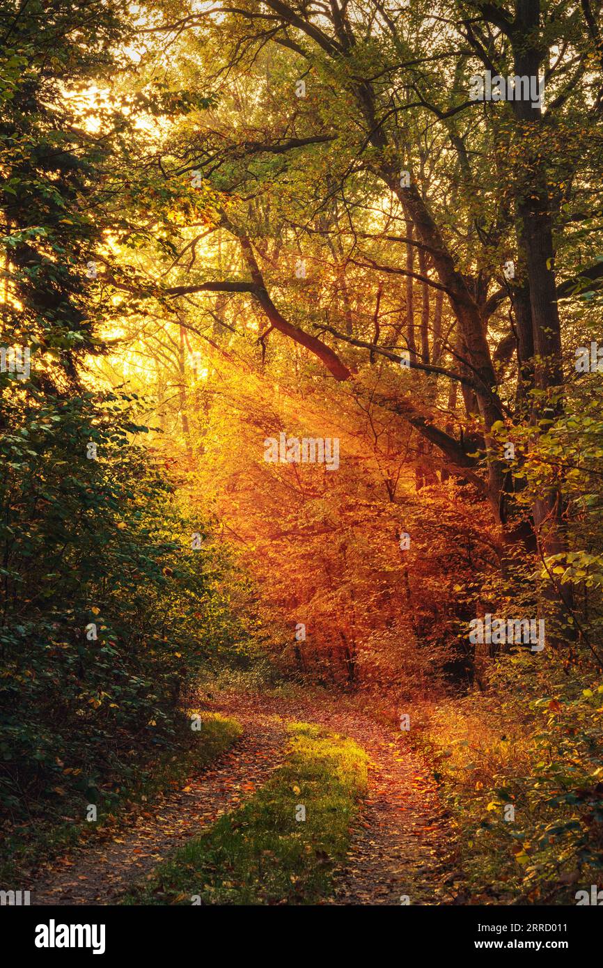 Waldweg mit dramatischer goldener Beleuchtung lädt zum Erkunden und Gehen zur Lichtquelle ein Stockfoto