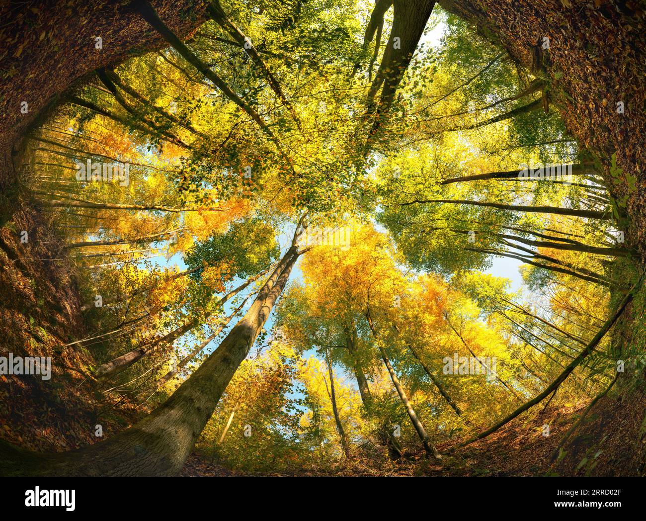 Ultra Weitwinkel eines bunten Baumkronen im Herbst, umrahmt von einem Kreis des Waldbodens oder der Erde Stockfoto