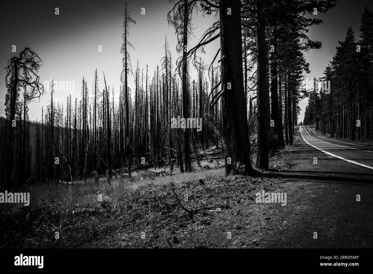 Verbrannte Überreste im Lassen Volcanic National Park nach einem Waldbrand Stockfoto