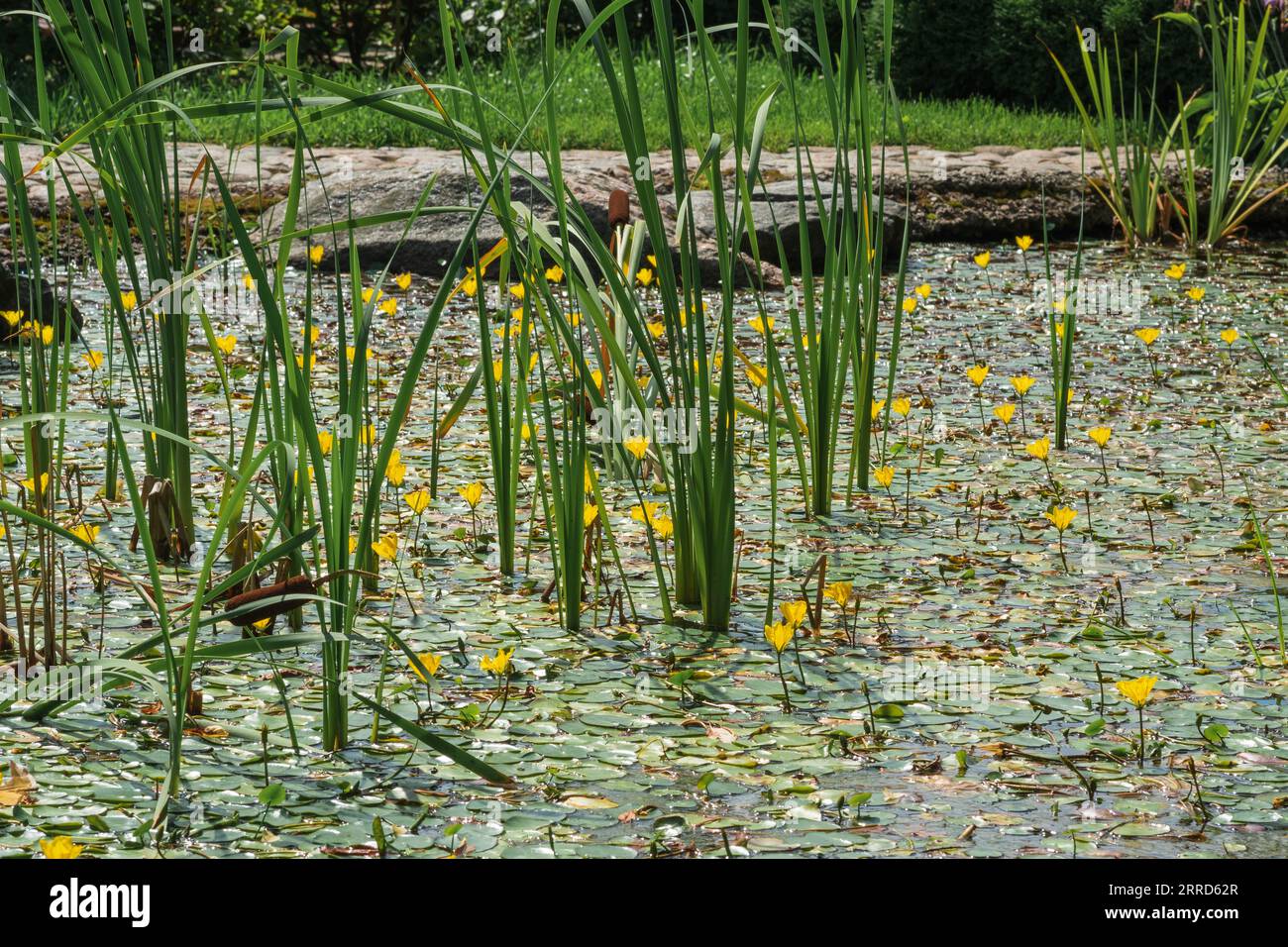 Die Oberfläche des Teichs ist mit Seggen und gelben Seerosen bewachsen Stockfoto