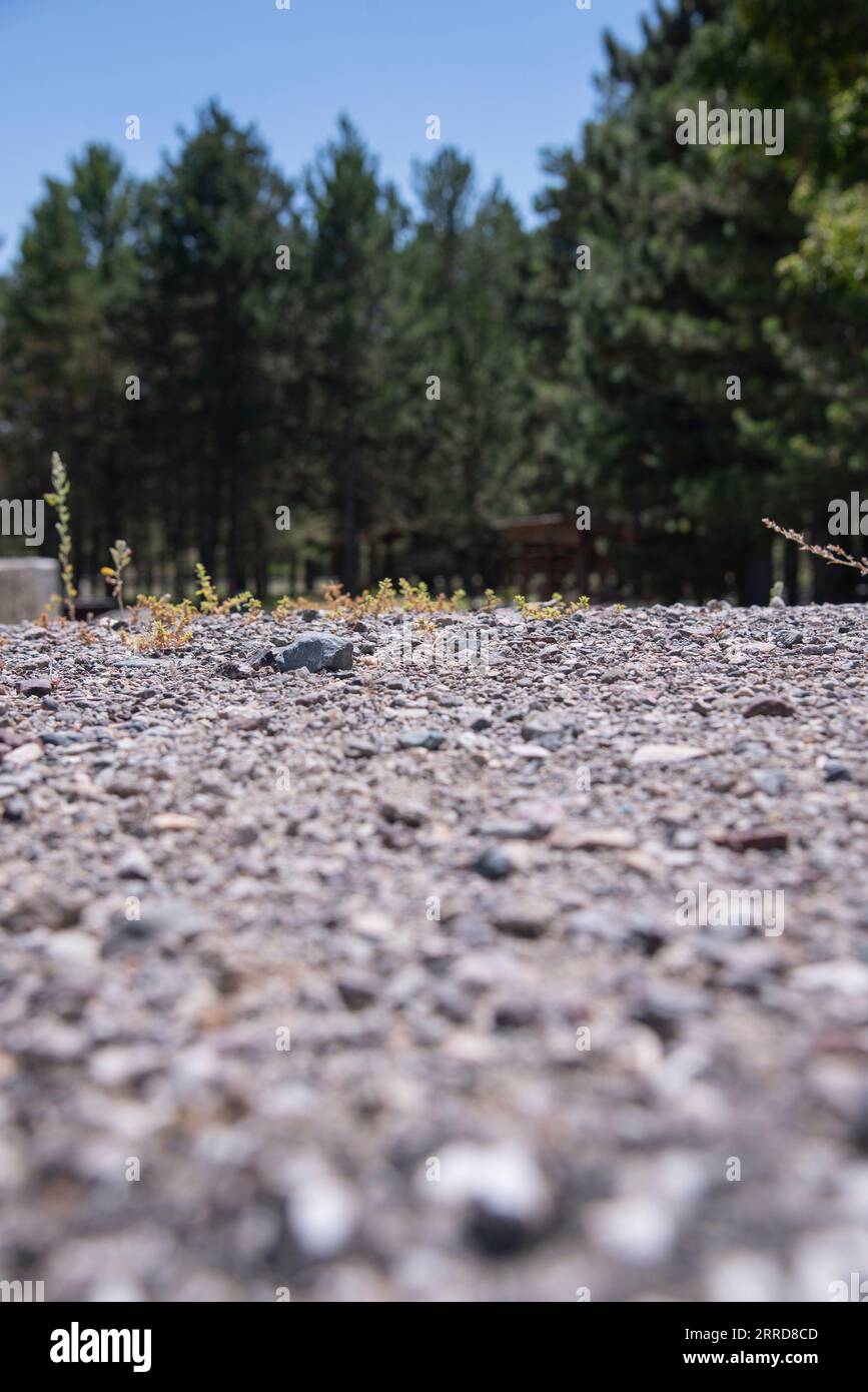 Alte Steinstraße. Straße im Wald. Kopfsteinpflasterstraße. Alte Straße. Sommerzeit Stockfoto