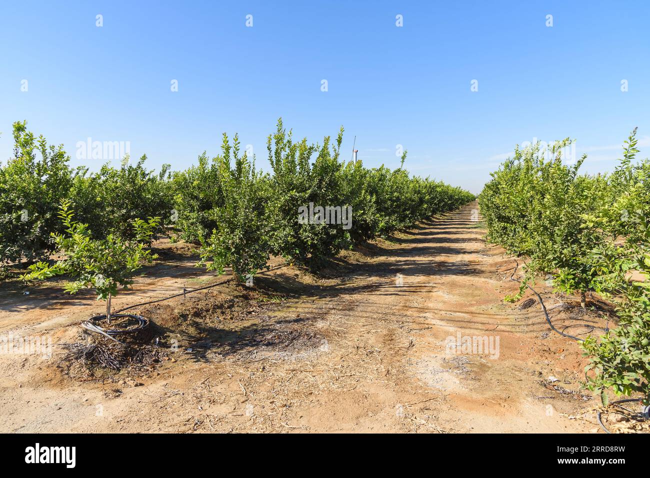 Reihen oranger Pflanzen unter blauem Himmel im Herbst Stockfoto