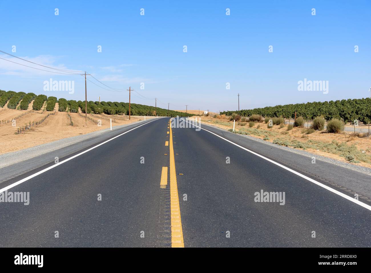 Leere Straße, die an einem sonnigen Herbsttag durch Zitrusfelder führt Stockfoto