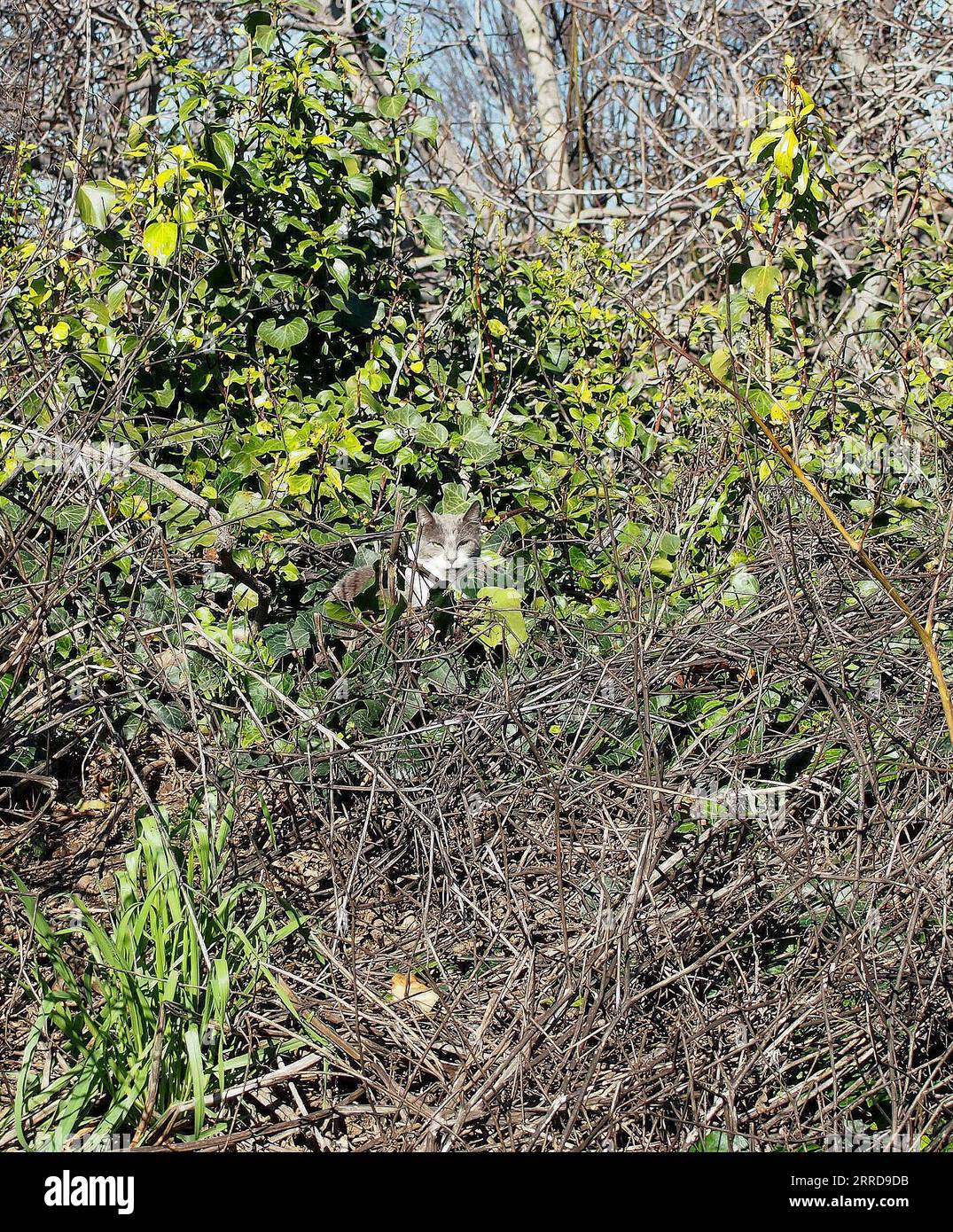 Katze am Old Alameda Creek in Union City, Kalifornien Stockfoto