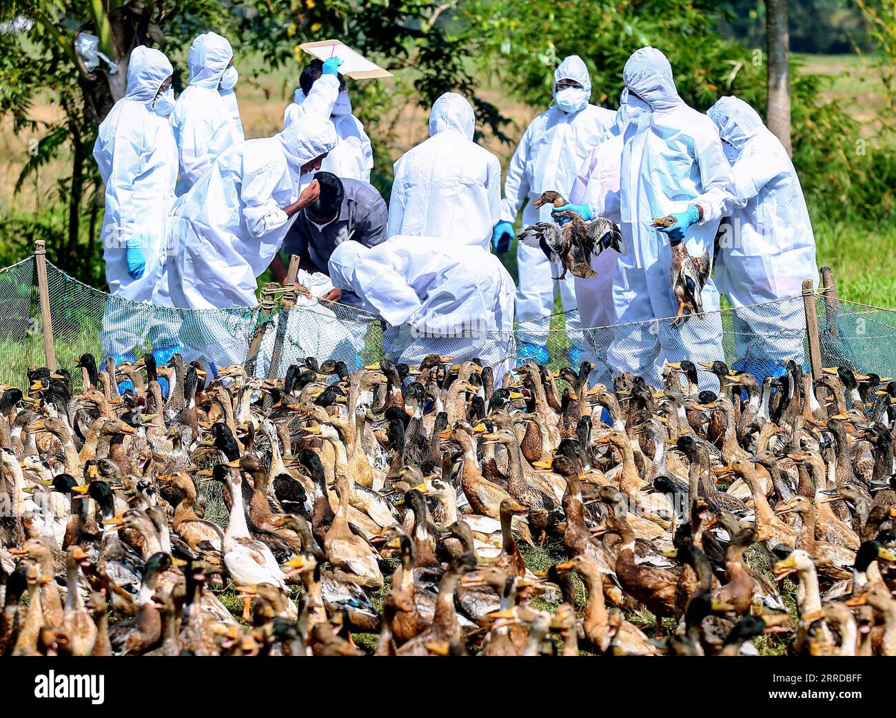 211215 -- KOTTAYAM, 15. Dezember 2021 -- Gesundheitsarbeiter töten Enten nach einem Ausbruch der Vogelgrippe in Aimanam Stadt im Kottayam Bezirk von Indiens südlichem Bundesstaat Kerala am 15. Dezember 2021. STR/Xinhua INDIA-KERALA-KOTTAYAM-BIRD GRIPPE ParthaxSarkar PUBLICATIONxNOTxINxCHN Stockfoto