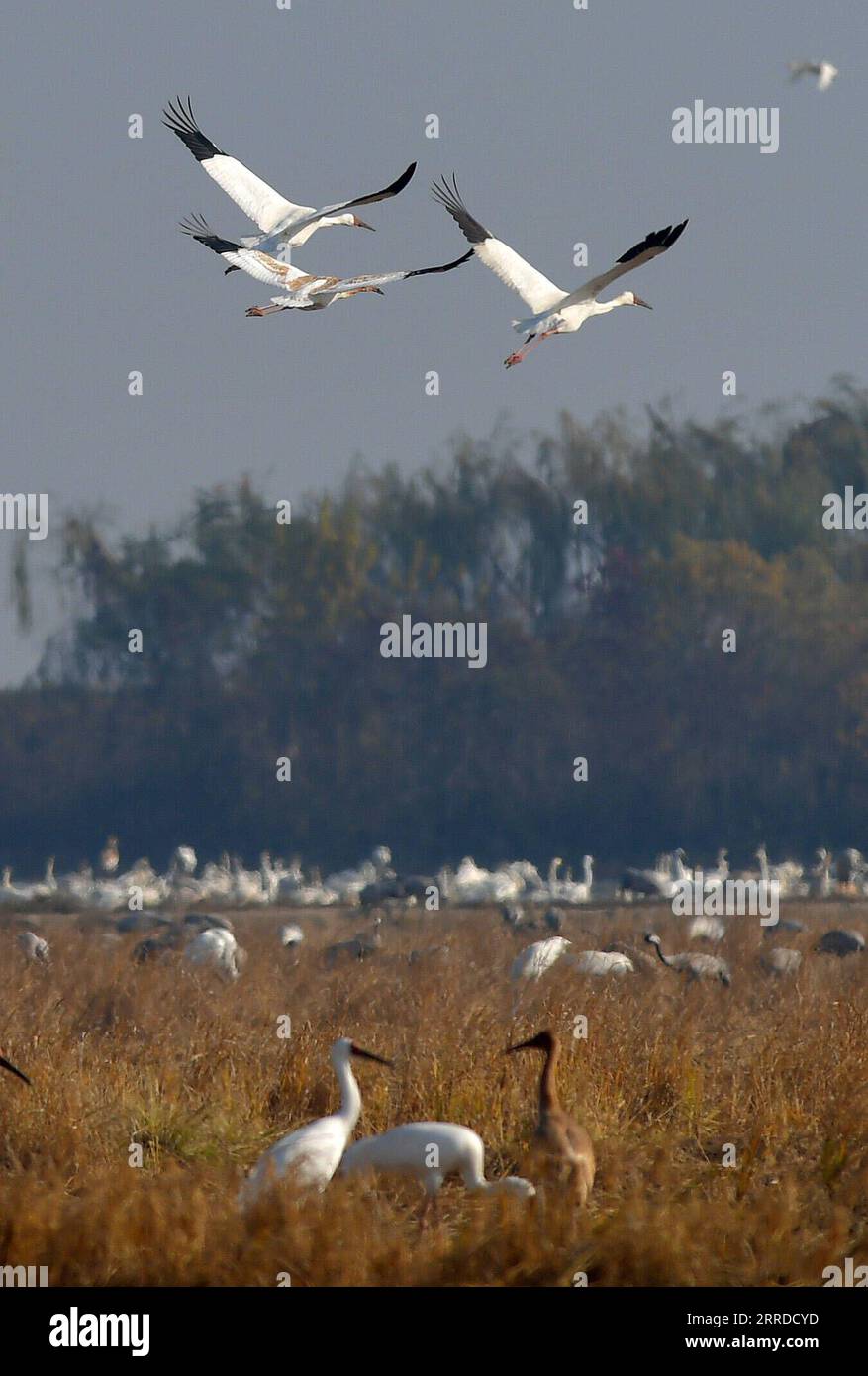 211218 -- NANCHANG, 18. Dezember 2021 -- Weiße Kraniche werden im Yugan County, ostchinesische Provinz Jiangxi, 10. Dezember 2021 gesehen. Jedes Jahr fliegen Zugvögel zum Poyang-See, um zu überwintern. CHINA-JIANGXI-ZUGVÖGEL CN PengxZhaozhi PUBLICATIONxNOTxINxCHN Stockfoto