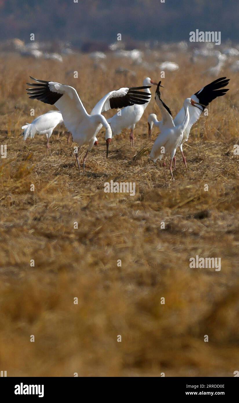 211218 -- NANCHANG, 18. Dezember 2021 -- Weiße Kraniche fressen auf einem Reisfeld im Yugan County, ostchinesische Provinz Jiangxi, 10. Dezember 2021. Jedes Jahr fliegen Zugvögel zum Poyang-See, um zu überwintern. CHINA-JIANGXI-ZUGVÖGEL CN PengxZhaozhi PUBLICATIONxNOTxINxCHN Stockfoto