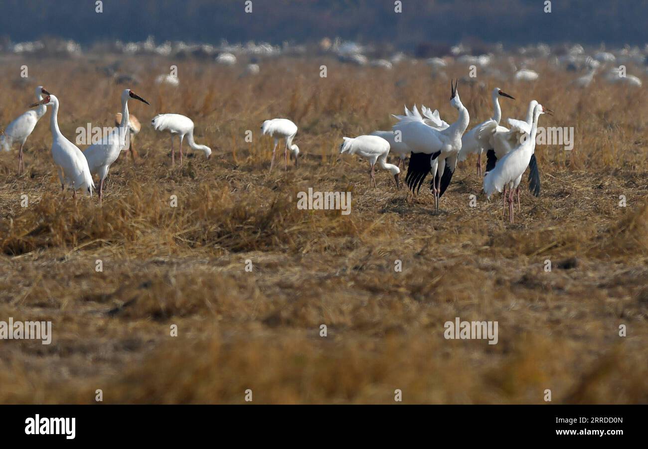 211218 -- NANCHANG, 18. Dezember 2021 -- Weiße Kraniche fressen auf einem Reisfeld im Yugan County, ostchinesische Provinz Jiangxi, 10. Dezember 2021. Jedes Jahr fliegen Zugvögel zum Poyang-See, um zu überwintern. CHINA-JIANGXI-ZUGVÖGEL CN PengxZhaozhi PUBLICATIONxNOTxINxCHN Stockfoto