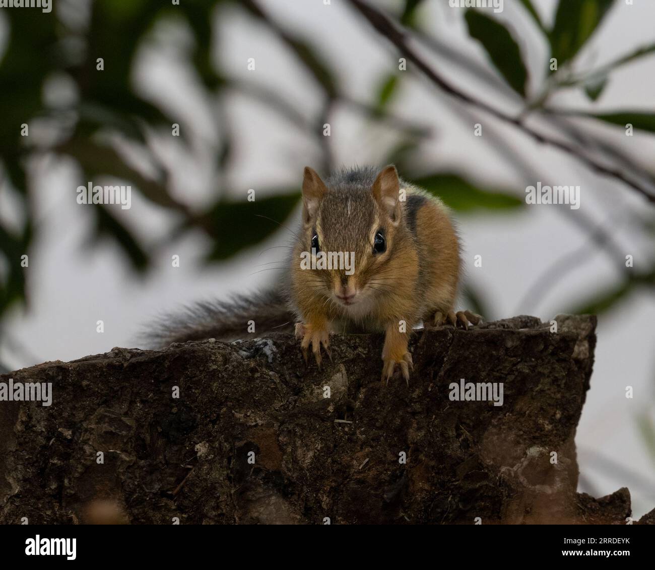 Neugieriger Chipmunk auf einem verfaulenden Baumstumpf mit einem wunderschönen verschwommenen Bokeh-Hintergrund. Stockfoto