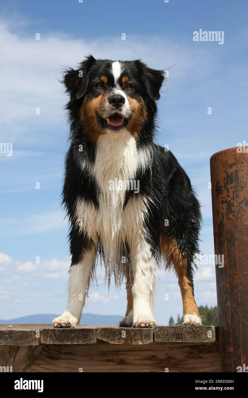 australischer Schäferhund steht auf dem Dock am Lake Tahoe Stockfoto