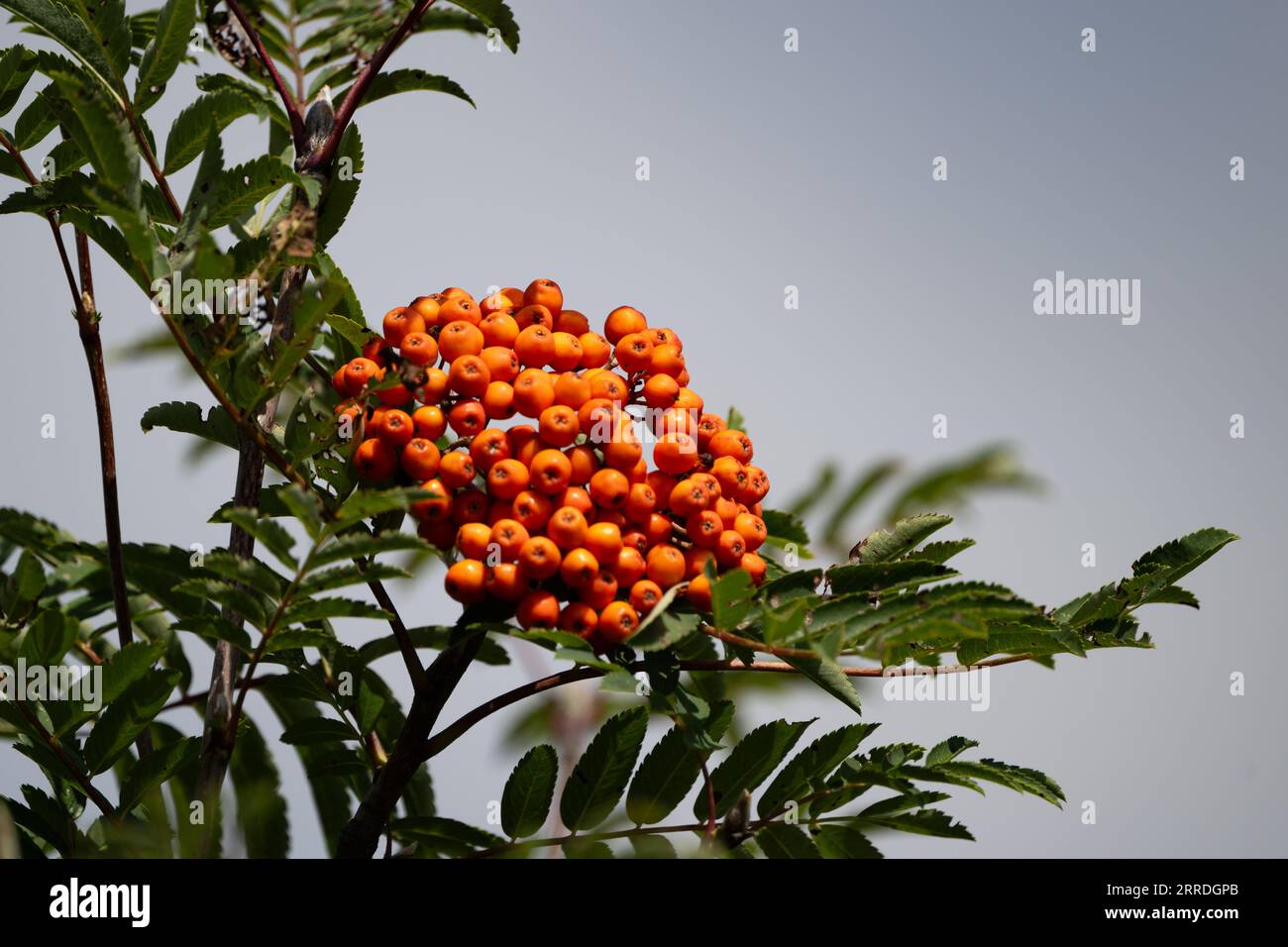 Hellrot-orange amerikanische Bergasche, Sorbus americana, Beeren im Spätsommer Stockfoto