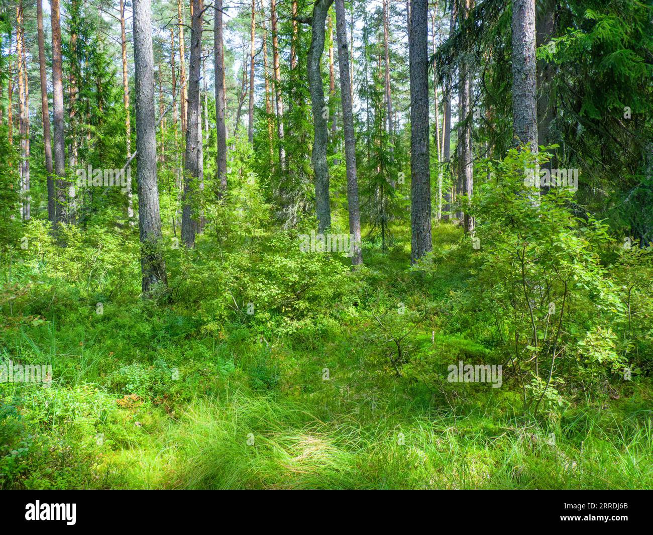 Malerische unberührte und geschützte Natur im Laheema Nationalpark in der Nähe von Tallinn, Estland Stockfoto