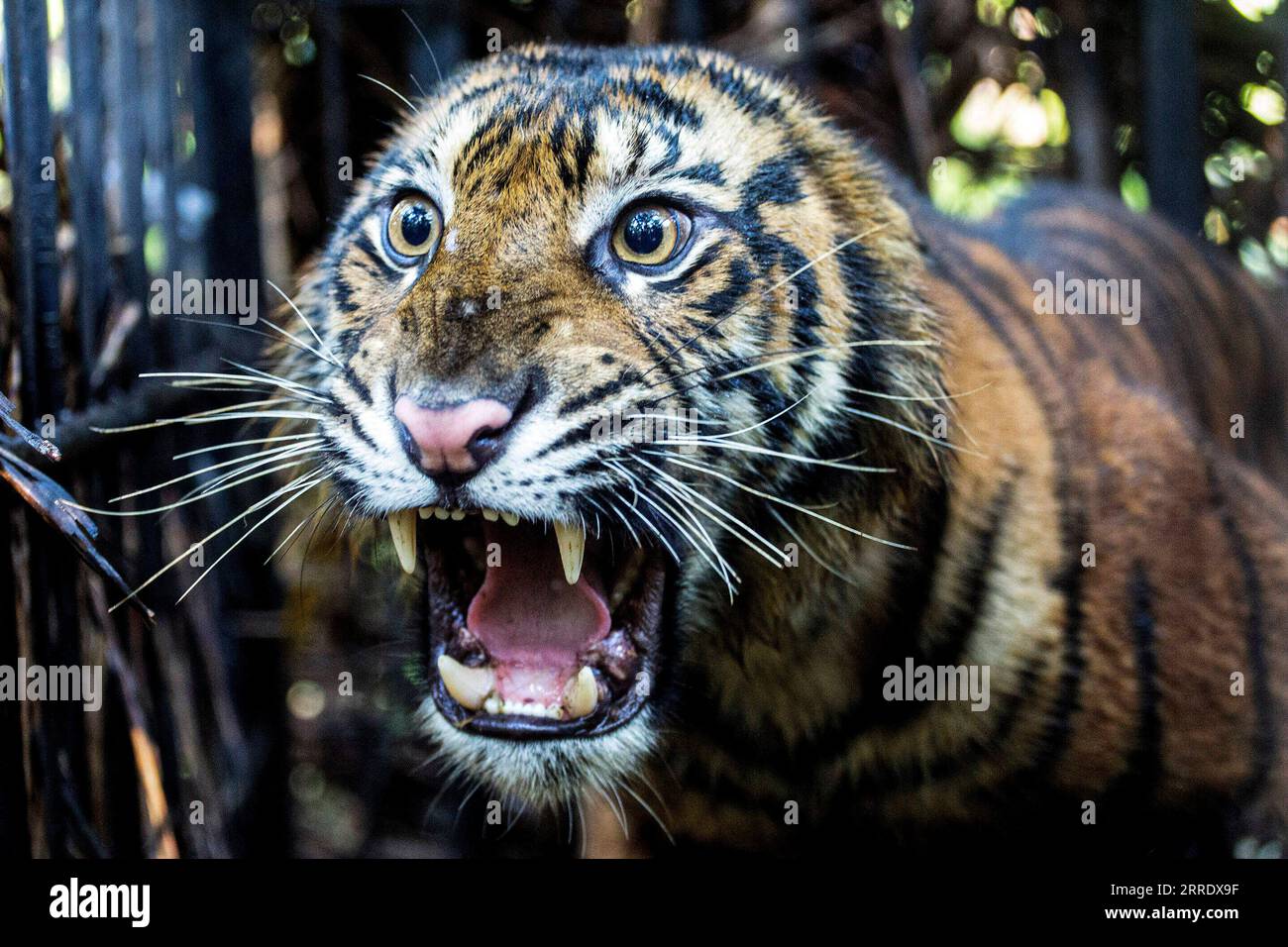 220111 -- WEST SUMATRA, 11. Januar 2022 -- eine 3-jährige weibliche wilde Sumatra-Tiger wird in einem Käfig gesehen, nachdem sie von der West Sumatra Natural Resources Conservation Agency BKSDA aus einer Ölpalmenplantage gerettet und evakuiert wurde, um sie im Dorf Mauna Hilia im Bezirk Agam, West Sumatra, Indonesien, am 11. Januar 2022 zu beobachten. Foto von /Xinhua INDONESIA-WEST SUMATRA-SUMATRAN TIGER-EVAKUIERUNG AndrixMardiansyah PUBLICATIONxNOTxINxCHN Stockfoto