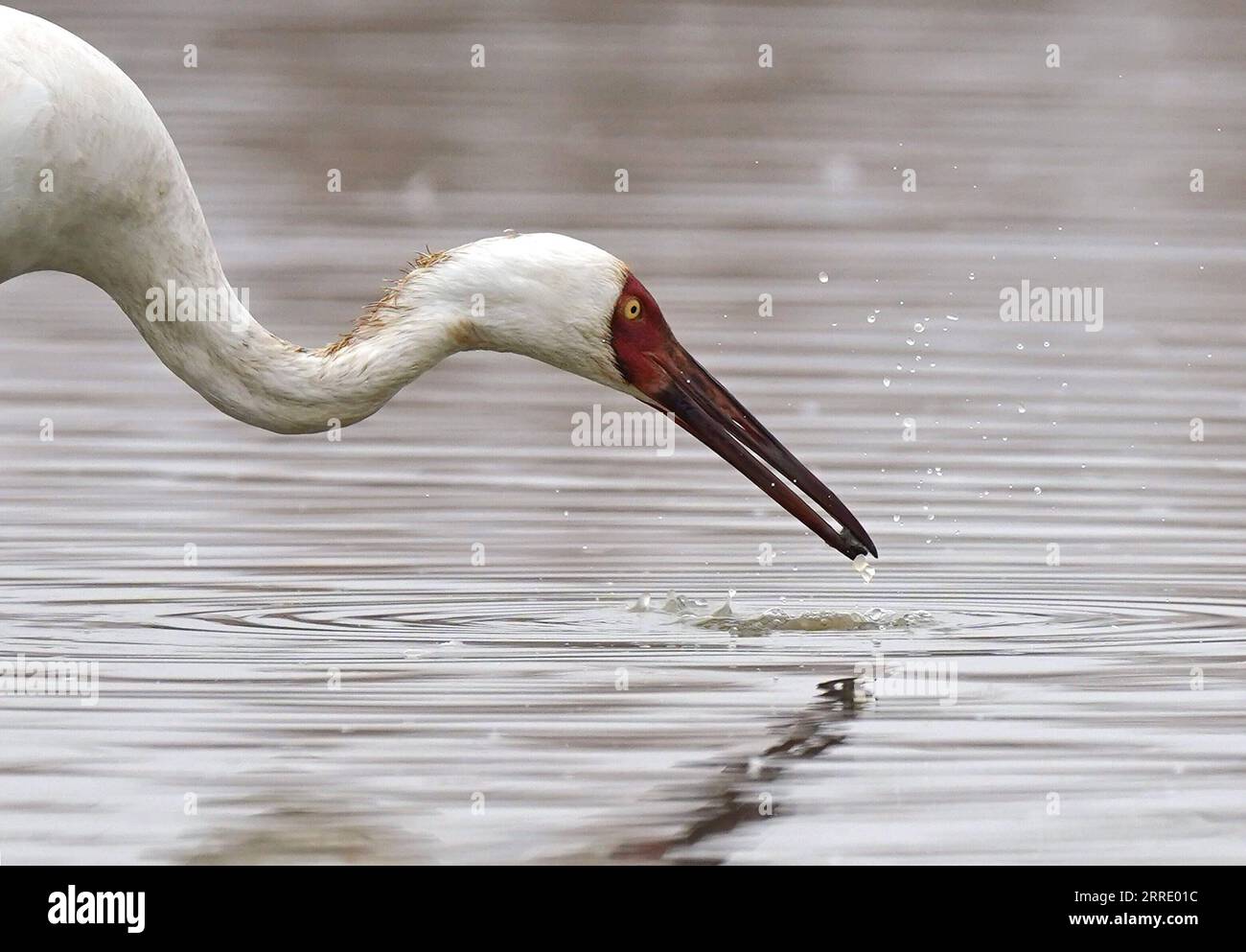 220115 -- NANCHANG, 15. Januar 2022 -- Ein weißer Kran ernährt sich im Nanchang Five Stars Siberian Cranes Sanctuary am Poyang Lake in Nanchang, ostchinesische Provinz Jiangxi, 12. Januar 2022. Der Poyang Lake, der größte Süßwassersee des Landes, ist ein wichtiger Überwinterungsort für Zugvögel. Um die Futtervorräte für die Vögel zu erhöhen, erließ die lokale Regierung des Yugan County 2021 eine Entschädigungspolitik für Landwirte und reservierte Reis für Zugvögel. Im fünf-Sterne-Sibirischen Kranichheiligtum Nanchang am Poyang-See wurden Kraniche auf einem Lotussee zum Essen angezogen. Der Teich, ini Stockfoto