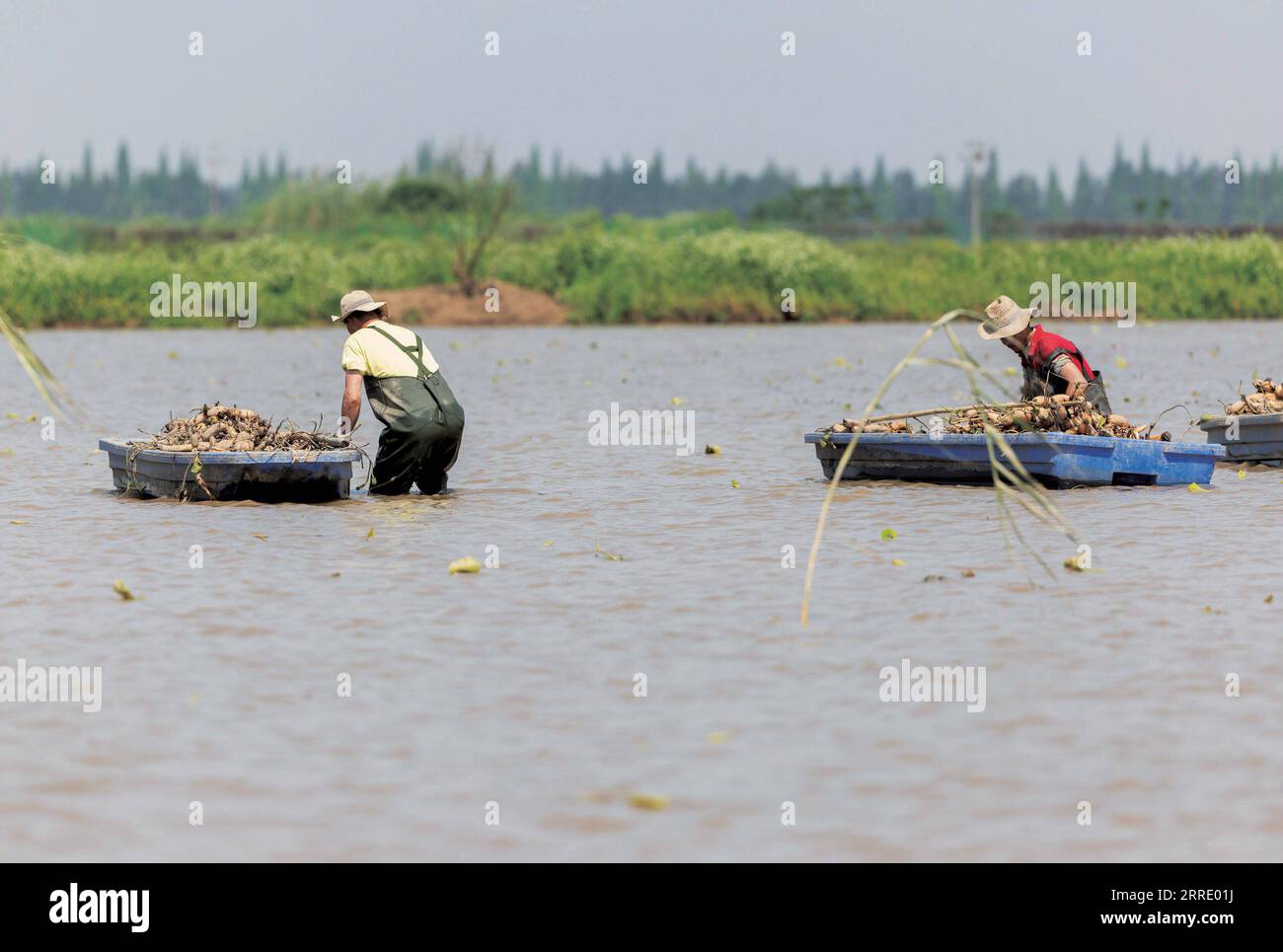 220115 -- NANCHANG, 15. Januar 2022 -- Arbeiter Pflanzen Lotuswurzeln im Nanchang Five Stars Siberian Cranes Sanctuary am Poyang Lake in Nanchang, ostchinesische Provinz Jiangxi, 30. April 2021. Der Poyang Lake, der größte Süßwassersee des Landes, ist ein wichtiger Überwinterungsort für Zugvögel. Um die Futtervorräte für die Vögel zu erhöhen, erließ die lokale Regierung des Yugan County 2021 eine Entschädigungspolitik für Landwirte und reservierte Reis für Zugvögel. Im fünf-Sterne-Sibirischen Kranichheiligtum Nanchang am Poyang-See wurden Kraniche auf einem Lotussee zum Essen angezogen. Der Teich Stockfoto