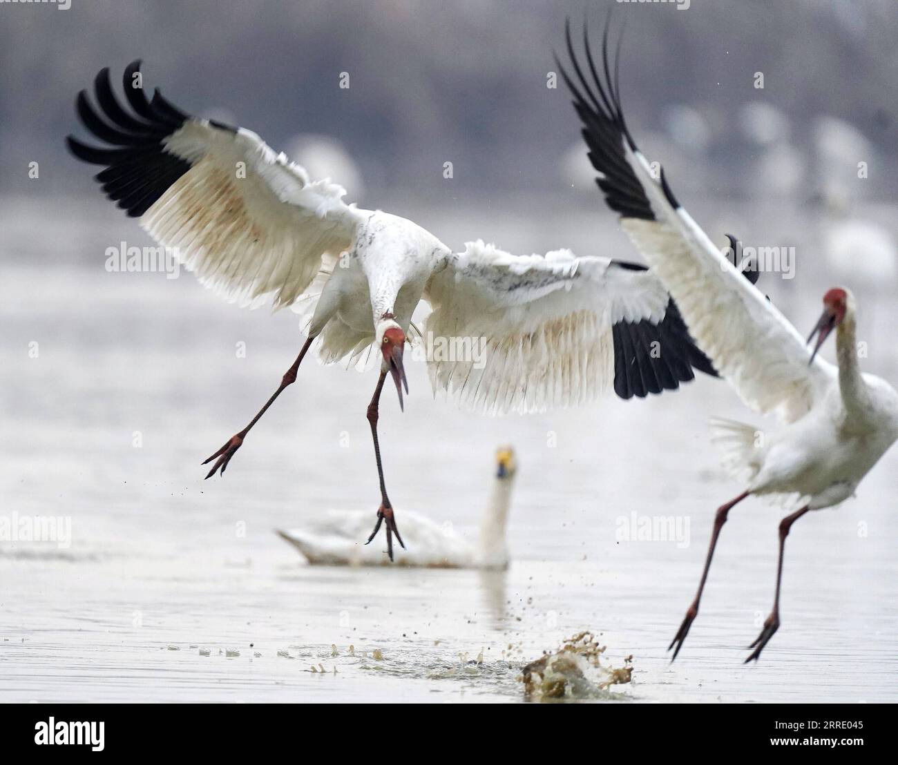 220115 -- NANCHANG, 15. Januar 2022 -- Weiße Kraniche tummeln sich im Nanchang Five Stars Siberian Cranes Sanctuary am Poyang Lake in Nanchang, Ostchinesische Provinz Jiangxi, 1. Januar 2022. Der Poyang Lake, der größte Süßwassersee des Landes, ist ein wichtiger Überwinterungsort für Zugvögel. Um die Futtervorräte für die Vögel zu erhöhen, erließ die lokale Regierung des Yugan County 2021 eine Entschädigungspolitik für Landwirte und reservierte Reis für Zugvögel. Im fünf-Sterne-Sibirischen Kranichheiligtum Nanchang am Poyang-See wurden Kraniche auf einem Lotussee zum Essen angezogen. Der Teich, Initia Stockfoto