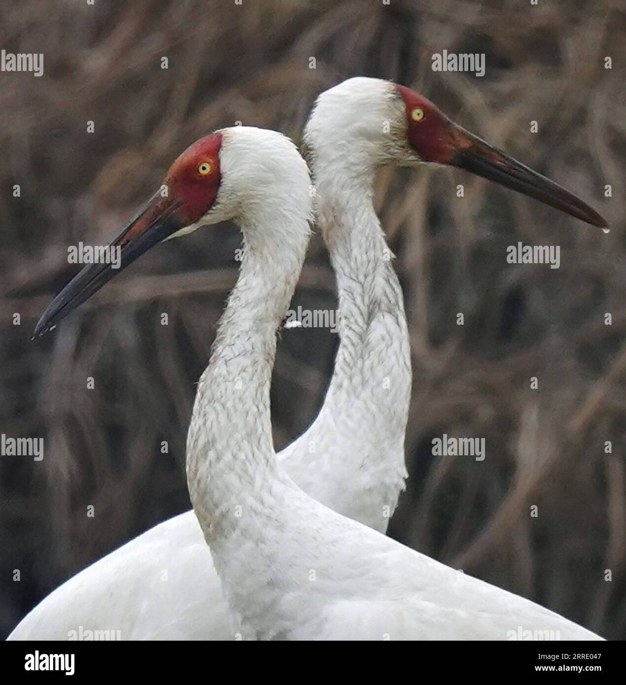 220115 -- NANCHANG, 15. Januar 2022 -- Weiße Kraniche werden im Nanchang Five Stars Siberian Cranes Sanctuary am Poyang Lake in Nanchang, Ostchinesische Provinz Jiangxi, 12. Januar 2022 gesehen. Der Poyang Lake, der größte Süßwassersee des Landes, ist ein wichtiger Überwinterungsort für Zugvögel. Um die Futtervorräte für die Vögel zu erhöhen, erließ die lokale Regierung des Yugan County 2021 eine Entschädigungspolitik für Landwirte und reservierte Reis für Zugvögel. Im fünf-Sterne-Sibirischen Kranichheiligtum Nanchang am Poyang-See wurden Kraniche auf einem Lotussee zum Essen angezogen. Der Teich, ini Stockfoto