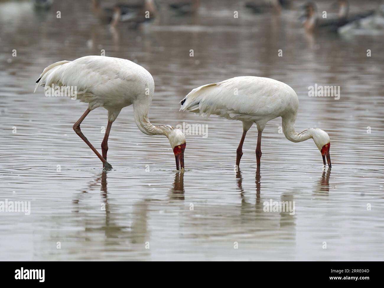 220115 -- NANCHANG, 15. Januar 2022 -- Weiße Kraniche fressen im Nanchang Five Stars Siberian Cranes Sanctuary am Poyang Lake in Nanchang, Ostchinesische Provinz Jiangxi, 12. Januar 2022. Der Poyang Lake, der größte Süßwassersee des Landes, ist ein wichtiger Überwinterungsort für Zugvögel. Um die Futtervorräte für die Vögel zu erhöhen, erließ die lokale Regierung des Yugan County 2021 eine Entschädigungspolitik für Landwirte und reservierte Reis für Zugvögel. Im fünf-Sterne-Sibirischen Kranichheiligtum Nanchang am Poyang-See wurden Kraniche auf einem Lotussee zum Essen angezogen. Der Teich, initi Stockfoto