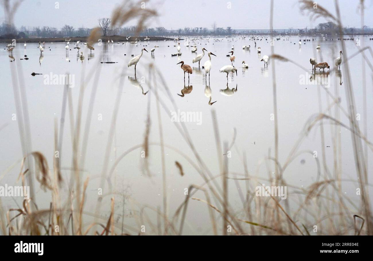 220115 -- NANCHANG, 15. Januar 2022 -- Zugvögel fressen im Nanchang Five Stars Siberian Cranes Sanctuary am Poyang Lake in Nanchang, ostchinesische Provinz Jiangxi, 12. Januar 2022. Der Poyang Lake, der größte Süßwassersee des Landes, ist ein wichtiger Überwinterungsort für Zugvögel. Um die Futtervorräte für die Vögel zu erhöhen, erließ die lokale Regierung des Yugan County 2021 eine Entschädigungspolitik für Landwirte und reservierte Reis für Zugvögel. Im fünf-Sterne-Sibirischen Kranichheiligtum Nanchang am Poyang-See wurden Kraniche auf einem Lotussee zum Essen angezogen. Der Teich, rein Stockfoto