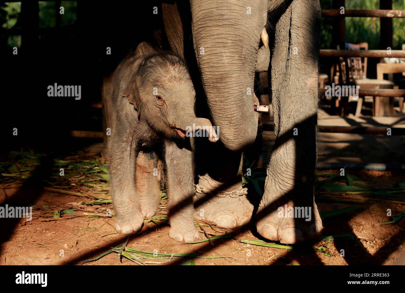 220123 -- BAGO, 23. Januar 2022 -- Ein neugeborener männlicher Elefant wird am 23. Januar 2022 im Wingabaw Elephant Camp in der Region Bago, Myanmar, gesehen. MYANMAR-BAGO-BABY-ELEFANT UxAung PUBLICATIONxNOTxINxCHN Stockfoto